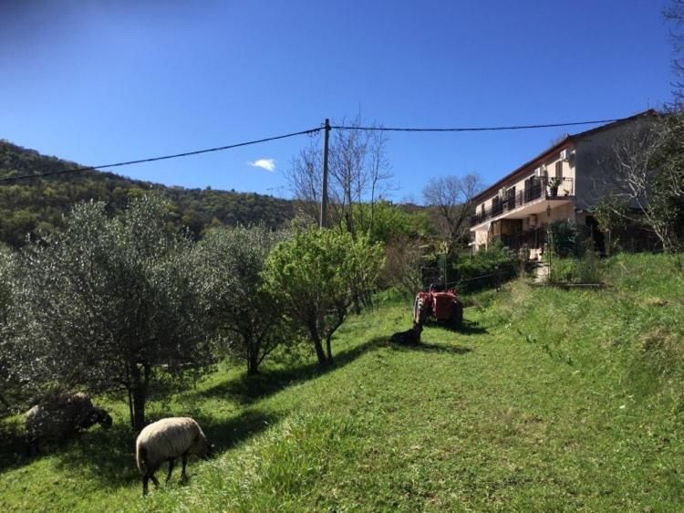 Apartment Dedo, Salara Farmhouse Koper városi község Kültér fotó