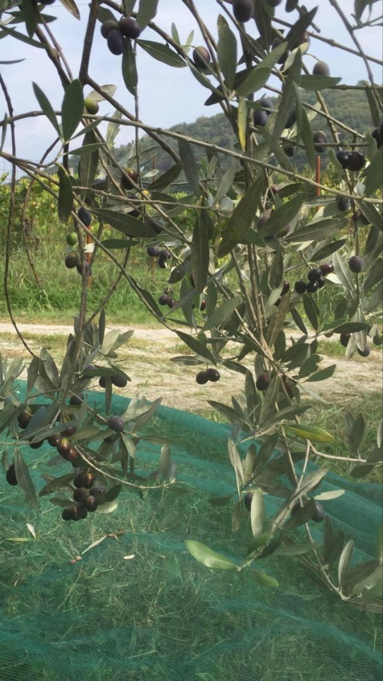 Apartment Dedo, Salara Farmhouse Koper városi község Kültér fotó